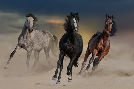 animaux