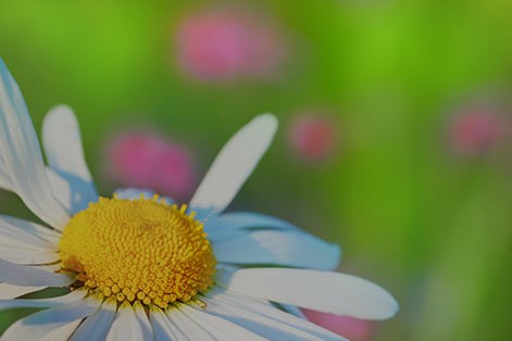 fleur