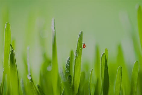 macro