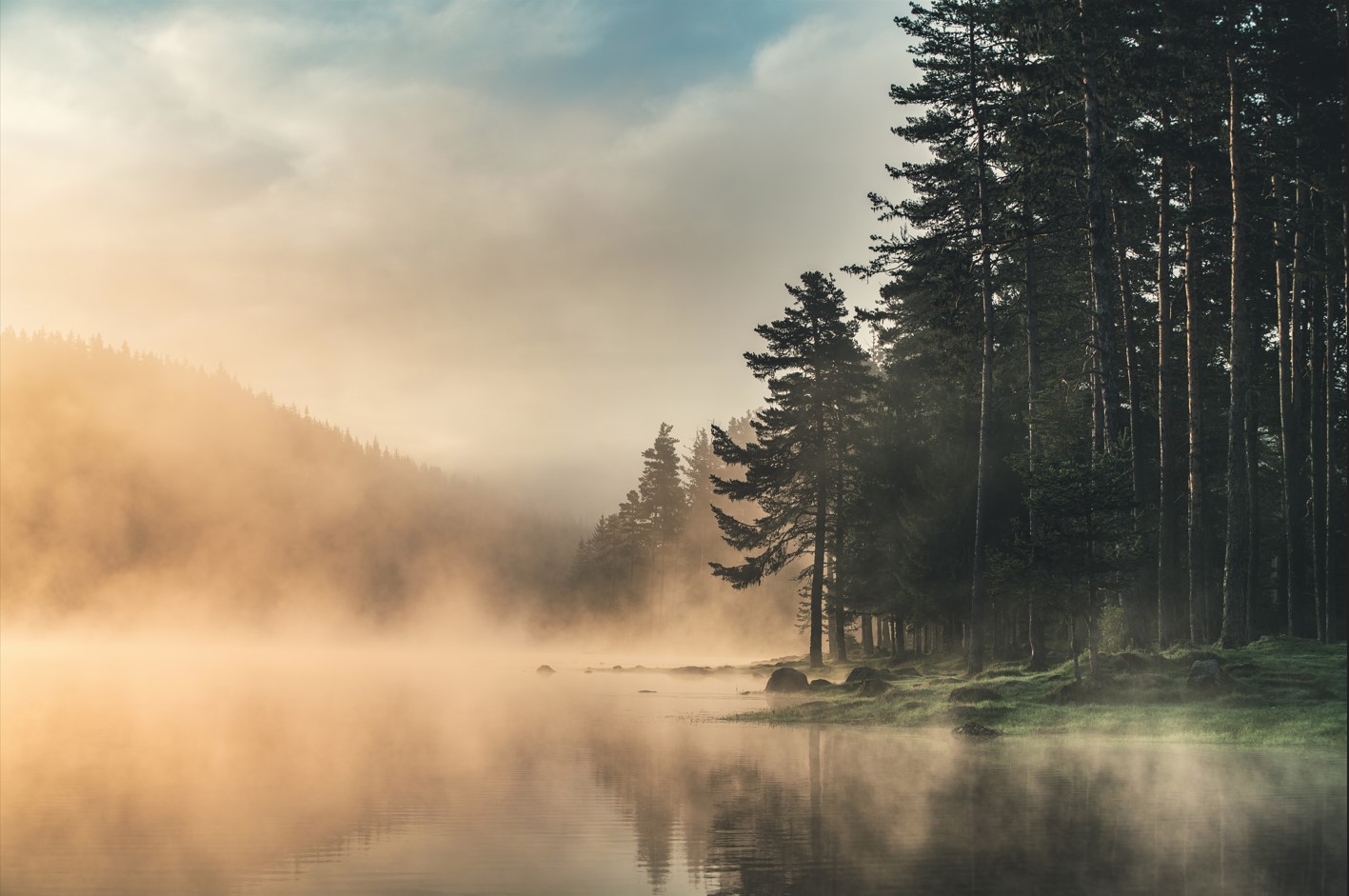 Forêt - 222742706