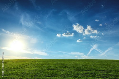 Field of spring fresh green grass wall mural wallpaper | Muraledesign.com